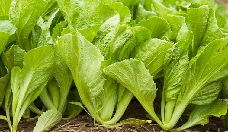 Những loại rau cải phổ biến không chỉ ngon mà còn tốt cho sức khỏe