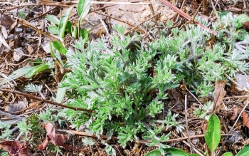 Gặp cây dại này chớ nhổ vất đi, chúng là “anh em” của ngải cứu, vừa bổ dưỡng lại cực đắt đỏ 1 triệu đồng/kg