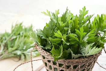 Vô vàn công dụng hữu ích của ngải cứu với sức khỏe