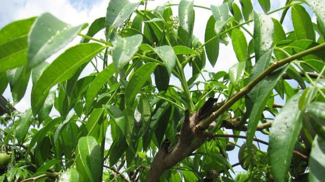 Loại lá xưa không ai ăn, phải vứt đi giờ thành đặc sản tốt cho sức khỏe