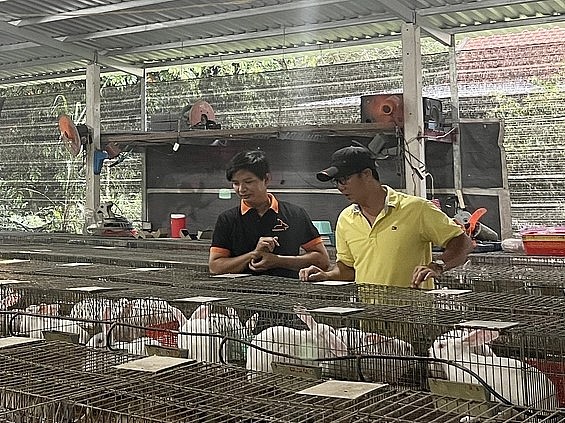Anh Hùng dự định sẽ làm thỏ thảo dược, thậm chí, xuất khẩu thịt thỏ qua chế biến. 