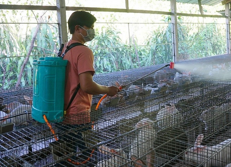 Anh Hùng làm mô hình thỏ sạch và phải làm theo quy trình chuẩn.