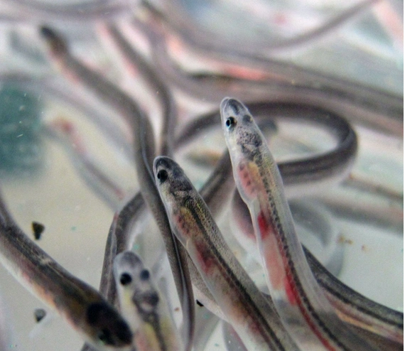 “Chúng tôi cho rằng loài lươn này đã xuất hiện khoảng 60 triệu năm trước, gần đảo Borneo (đảo lớn thứ ba thế giới, thuộc chủ quyền ba nước: Brunei, Indonesia và Malaysia... ). Loài lươn này đã thích nghi khi các lục địa trôi dạt, làm thay đổi dòng hải lưu và khoảng cách giữa các khu vực loài này sinh sống và đẻ trứng ngày càng tăng”, PGS Mari Kuroki, Khoa Sinh học thủy sinh thuộc Đại học Tokyo, cho biết trên AFP. “Chúng tôi cho rằng loài lươn này đã xuất hiện khoảng 60 triệu năm trước, gần đảo Borneo (đảo lớn thứ ba thế giới, thuộc chủ quyền ba nước: Brunei, Indonesia và Malaysia... ). Loài lươn này đã thích nghi khi các lục địa trôi dạt, làm thay đổi dòng hải lưu và khoảng cách giữa các khu vực loài này sinh sống và đẻ trứng ngày càng tăng”, PGS Mari Kuroki, Khoa Sinh học thủy sinh thuộc Đại học Tokyo, cho biết trên AFP.