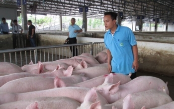 Giá heo hơi hôm nay 27/12 giảm nhẹ, kỳ vọng lấy lại đà tăng khi Trung Quốc mở biên