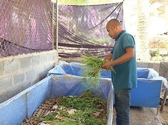 Nuôi con dế đặc sản chỉ cho bồ câu và gà rừng ăn mỗi năm đút túi vài trăm triệu