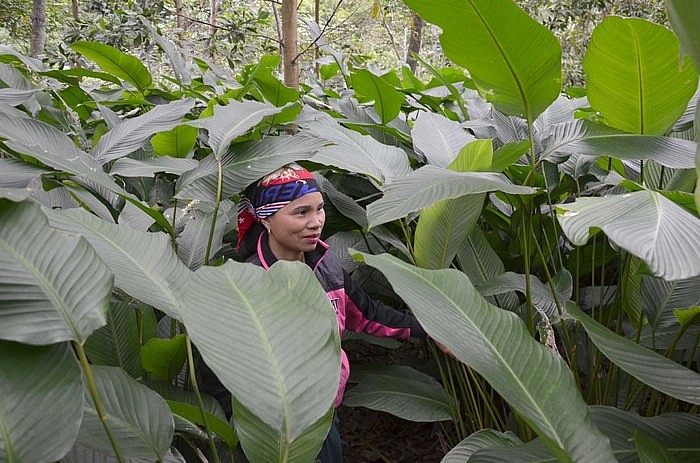 Vườn cây lá dong của chị Dương Thị Oanh, ở thôn Pác Khoang, xã Yên Mỹ, huyện Chợ Đồn (tỉnh Bắc Kạn) trồng dưới tán rừng keo