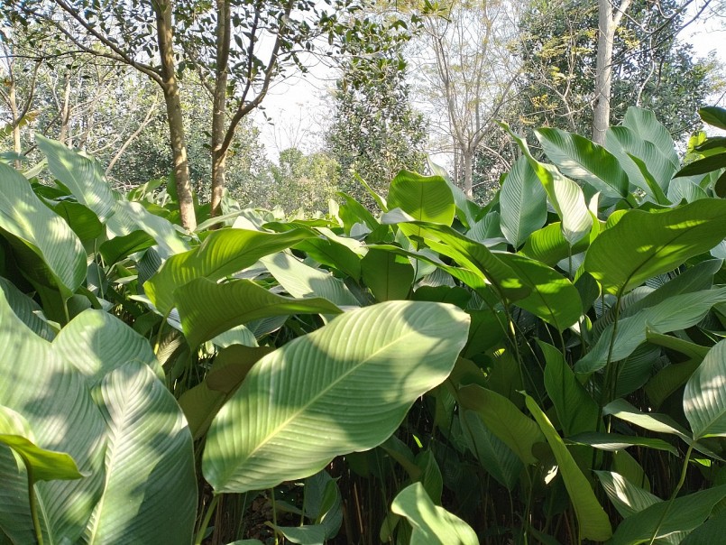 Cây lá dong dễ trồng, cho thu hoạch quanh năm