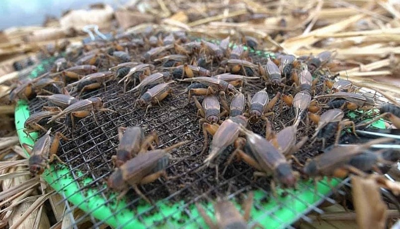 Anh Tánh đang tiếp tục mở rộng quy mô nuôi dế để cung cấp nguồn thức ăn cho các trang trại chăn nuôi.