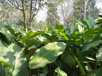 Trồng cây lấy lá Tết nào cũng cần, nông dân ngồi chơi xơi nước cũng rủng rỉnh tiền