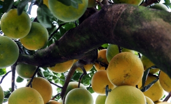 Bonsai bưởi cổ thụ ‘lão mai sinh quý tử’ có gì đặc biệt mà giá gần trăm triệu