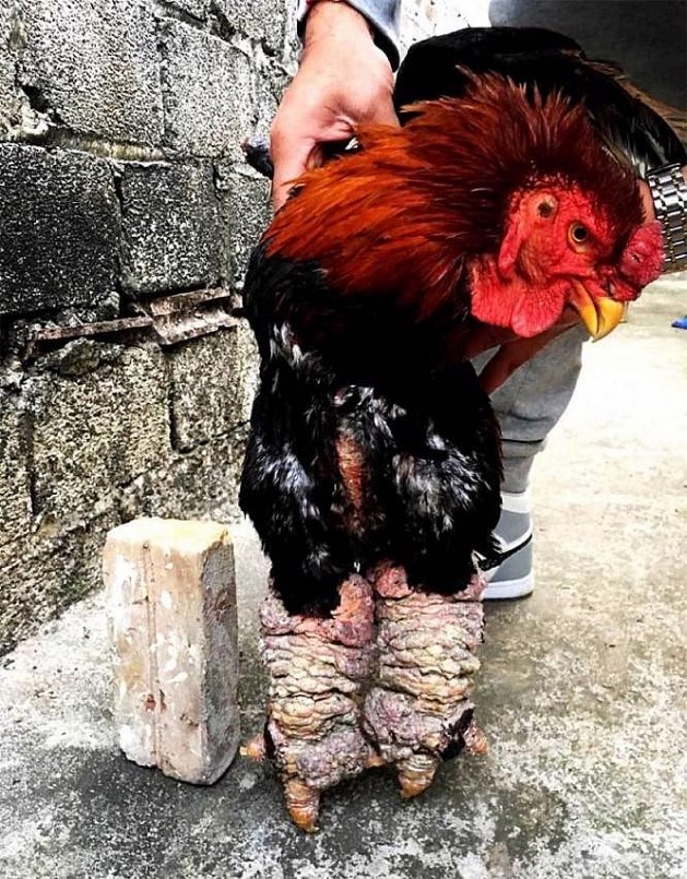 Với gà Đông Tảo bình thường có giá bán thương phẩm dao động 250.000 - 300.000 đồng/kg. Thế nhưng, những con gà chân khủng, đẹp mã thường bán theo con chứ không tính theo cân. Như con gà trống cực phẩm này, đại gia trả 20 triệu đồng, anh Lưu Minh Chính - hộ gia đình có ba đời nuôi gà Đông Tảo vẫn chưa bán. Với gà Đông Tảo bình thường có giá bán thương phẩm dao động 250.000 - 300.000 đồng/kg. Thế nhưng, những con gà chân khủng, đẹp mã thường bán theo con chứ không tính theo cân. Như con gà trống cực phẩm này, đại gia trả 20 triệu đồng, anh Lưu Minh Chính - hộ gia đình có ba đời nuôi gà Đông Tảo vẫn chưa bán.