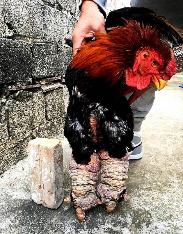 Không chỉ nổi tiếng bởi thịt thơm ngon, hình dáng kỳ dị từ đôi chân cho đến cái đầu. Mà giống gà này còn nổi tiếng với thương hiệu