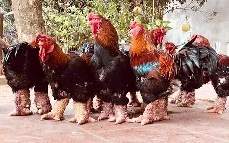 Gà Đông Tảo hay Đông Cảo là giống quý ở Việt Nam, do dân làng Đông Tảo (huyện Khoái Châu, Hưng Yên) tuyển chọn, thuần dưỡng và nuôi lưu giữ nhiều năm. Gà Đông Tảo nổi tiếng bởi giống gà to con, dáng hình bệ vệ, có thể dùng làm gà cảnh, gà thịt và quý nhất là làm đồ cúng tế Gà Đông Tảo hay Đông Cảo là giống quý ở Việt Nam, do dân làng Đông Tảo (huyện Khoái Châu, Hưng Yên) tuyển chọn, thuần dưỡng và nuôi lưu giữ nhiều năm. Gà Đông Tảo nổi tiếng bởi giống gà to con, dáng hình bệ vệ, có thể dùng làm gà cảnh, gà thịt và quý nhất là làm đồ cúng tế