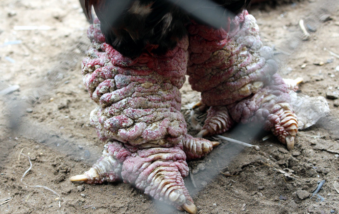 năm 2012, cư dân mạng cũng như làng gà Đông Tảo choáng váng với cặp gà 70 triệu đồng của ông Tạ Đình Hiệu thì năm nay, gia đình ông có thêm những cặp gà khủng khác phục vụ Tết. năm 2012, cư dân mạng cũng như làng gà Đông Tảo choáng váng với cặp gà 70 triệu đồng của ông Tạ Đình Hiệu thì năm nay, gia đình ông có thêm những cặp gà khủng khác phục vụ Tết.