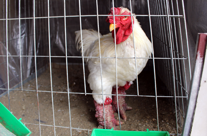 Gà Đông Tảo đặc biệt nhất ở đôi chân. Chân gà Đông Tảo có thể to gấp 10 lần chân gà bình thường, vảy da sần sùi, có màu đỏ hồng từ cẳng xuống tận ngón chân. Hơn nữa, chúng có dáng hình bệ vệ, uy nghiêm biểu trưng cho tư thế hiên ngang, đĩnh đạc nên dù có giá vài triệu thậm chí cả chục triệu đồng một con, giống gà này vẫn được nhiều đại gia đổ xô về tận nơi săn mua, làm cảnh hoặc làm quà biếu Gà Đông Tảo đặc biệt nhất ở đôi chân. Chân gà Đông Tảo có thể to gấp 10 lần chân gà bình thường, vảy da sần sùi, có màu đỏ hồng từ cẳng xuống tận ngón chân. Hơn nữa, chúng có dáng hình bệ vệ, uy nghiêm biểu trưng cho tư thế hiên ngang, đĩnh đạc nên dù có giá vài triệu thậm chí cả chục triệu đồng một con, giống gà này vẫn được nhiều đại gia đổ xô về tận nơi săn mua, làm cảnh hoặc làm quà biếu