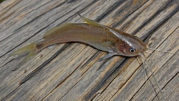 Loài cá xưa nhà nghèo mới ăn, nay đem kho tiêu dậy mùi khiến nhà giàu cũng thích mê