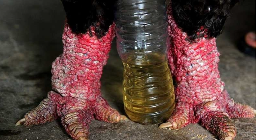 Chiêm ngưỡng những “vua gà” Đông Tảo có đôi chân cực khủng, đại gia trả 20 triệu đồng chủ nhân vẫn chưa bán Chiêm ngưỡng những “vua gà” Đông Tảo có đôi chân cực khủng, đại gia trả 20 triệu đồng chủ nhân vẫn chưa bán