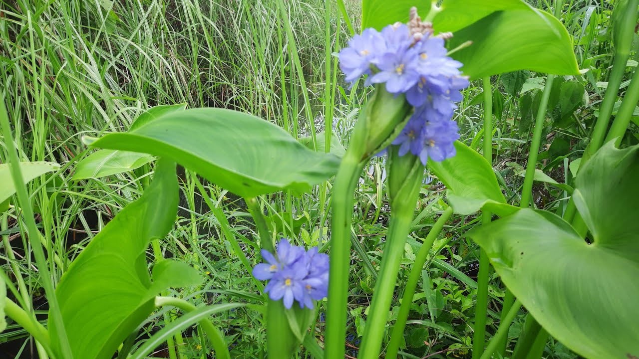 Công dụng bất ngờ từ loài rau dại tên nghe như "dao"