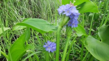 Công dụng bất ngờ từ loài rau dại tên nghe như "dao"