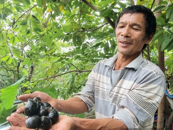 Bỏ túi trăm triệu nhờ tuyệt kỹ nuôi ốc nhồi phát triển suốt mùa Đông