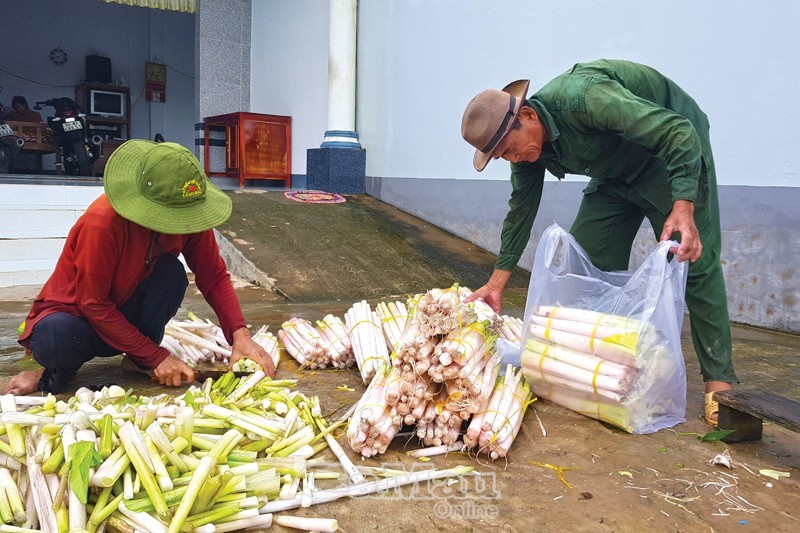 Công dụng bất ngờ từ loài rau dại tên nghe như "dao"