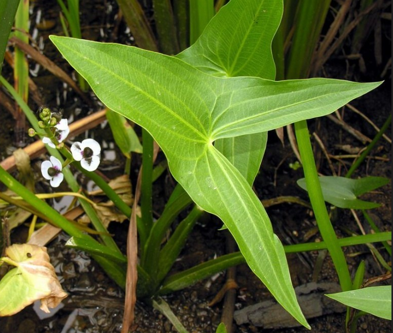 Công dụng bất ngờ từ loài rau dại tên nghe như "dao"