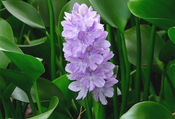 Thứ rau dại ở Việt Nam băm cho lợn ăn, ra nước ngoài thành “siêu thực phẩm”