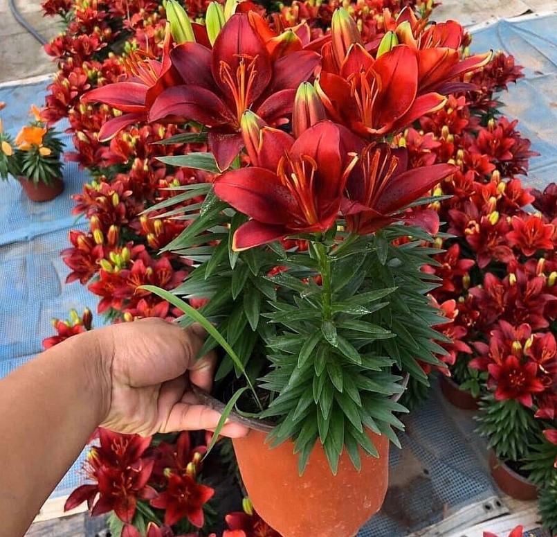 Hoa lily tượng trưng cho vẻ đẹp thanh cao, quý phái.