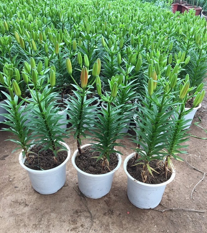 Để chậu hoa lily nở đúng dịp Tết cần nắm một số kỹ thuật trồng hoa.
