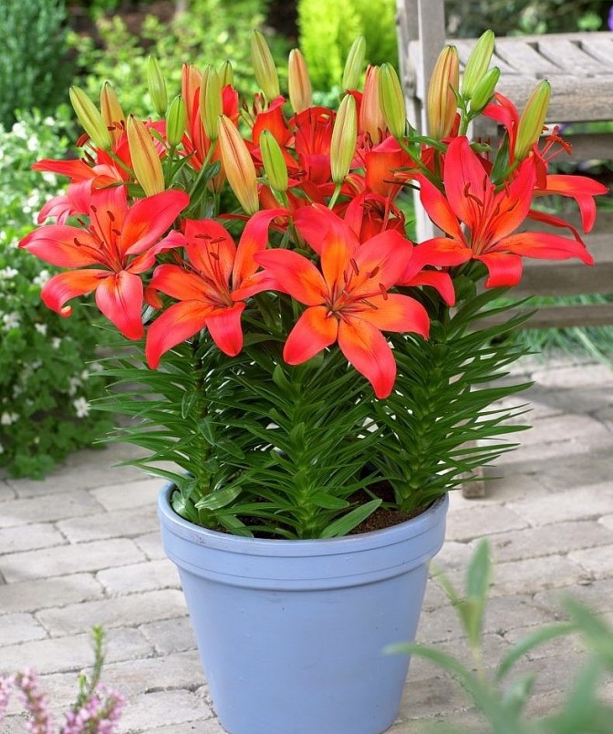 Năm nay, xu hướng chơi hoa Tết của người dân ưa chuộng dòng hoa lily trồng trong chậu. 