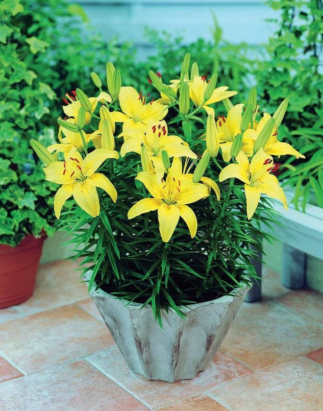 Một chậu lily nở đúng dịp Tết càng tăng thêm sự ấm cúng trong gia đình.