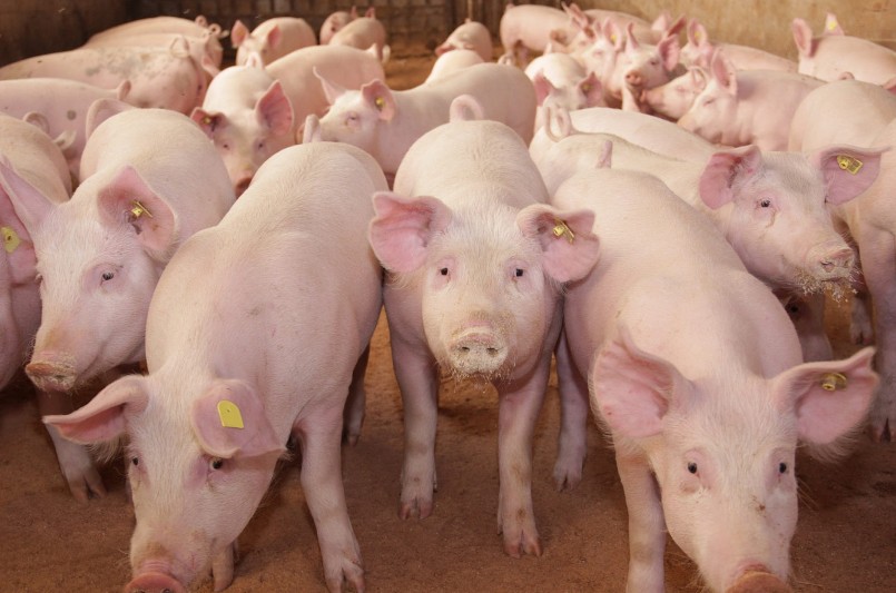 Giá heo hơi hôm nay 28/12 đi ngang sau khi giảm chạm đáy 50.000 đồng/kg. 