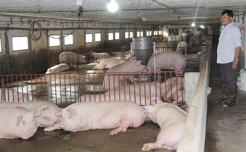 Hiện tại, mức giá thấp nhất khu vực 50.000 đồng/kg tiếp tục được ghi nhận tại tỉnh Bến Tre. 