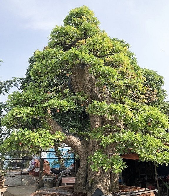 bonsai lộc vừng siêu khủng và được định giá tới 120 tỷ đồng. 