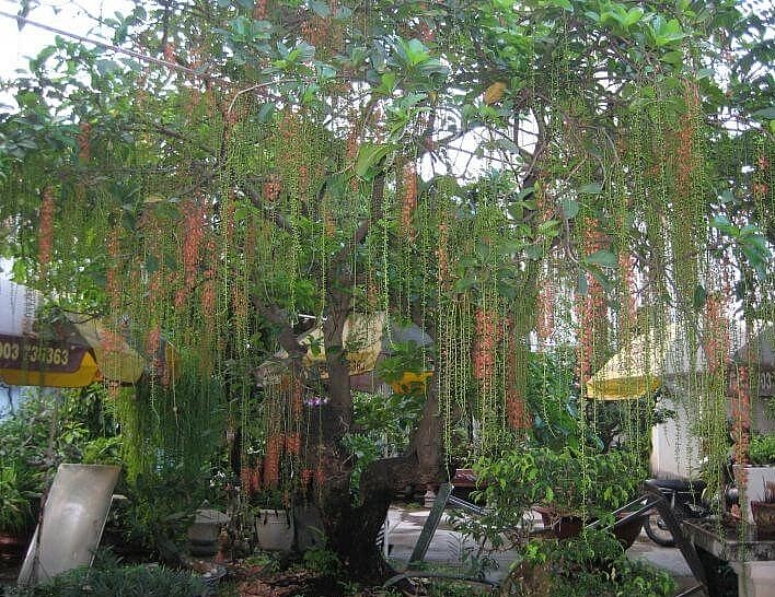 Hoa của cây Lộc Vừng màu đỏ rất đẹp có ý nghĩa thịnh vượng, phát lộc. 