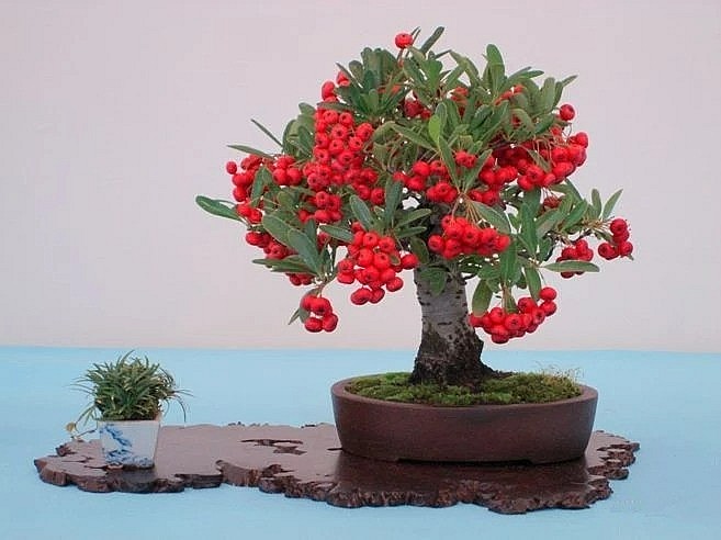 Tùy thế và dáng mỗi cây, nghệ nhân tạo hình cho cây ký vào một cục đá thích hợp, lấy mùn từ những lá cây rụng nơi chúng lớn đổ lên hòn đá nơi rễ đã được quấn vào đá khoảng một phần ba. Sau 5 năm, khi rễ cây đã quấn vào đá và ăn xuống đáy hòn đá thì bắt đầu bứng ra và trồng vào chậu để cung ứng ra thị trường. 