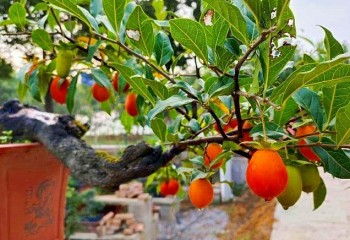 6 loại cây cảnh bê “vàng ngọc” đặt vào nhà, đây là bí mật của nhà giàu rất ít người biết