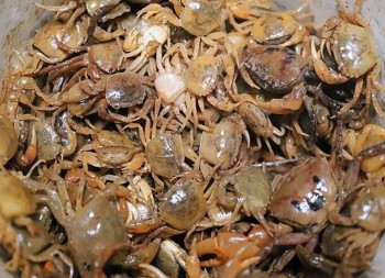 Tuyệt kỹ nuôi cua đồng siêu lãi nhờ nguồn thức ăn dễ kiếm mà chất lượng cao