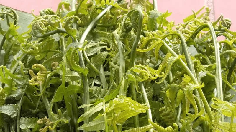 Rau dớn là loại cây thuộc họ quyết