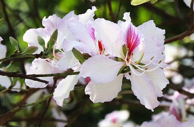 Loài hoa của núi rừng Tây Bắc