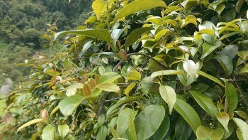 Rau rừng nghe tên tưởng “vô dụng” nhưng lại nấu được nhiều món đặc sản, trời rét nhúng lẩu ai cũng xuýt xoa