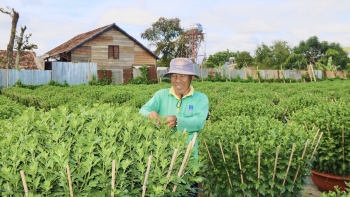 Đắk Lắk: Nhà vườn tất bật chăm sóc hoa phục vụ Tết Nguyên đán 2023