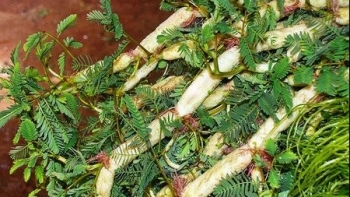 Rau rút tưởng chỉ dùng nấu canh, không ngờ có rất nhiều công dụng tuyệt vời