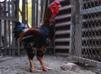 Gà tiến vua quý hiếm được ví như đấng nam nhi vì sao Tết nào cũng cháy hàng?