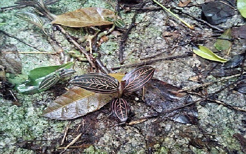 Cỏ kim cương đá