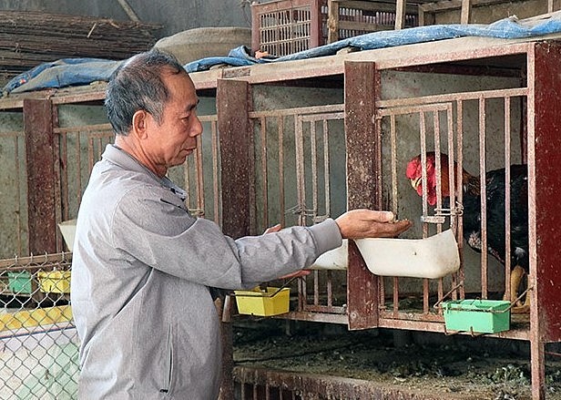 Gà Hồ tiến vua được nuôi theo quy trình đặc biệt. Gà Hồ tiến vua được nuôi theo quy trình đặc biệt.