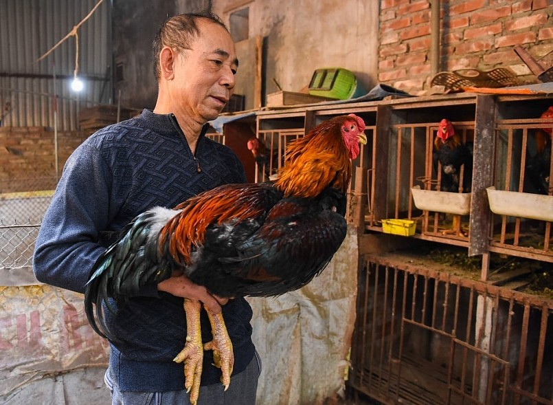 Vì là nguồn gien quý hiếm và được chăm sóc đặc biệt nên gà Hồ tiến Vua luôn được săn lùng. Vì là nguồn gien quý hiếm và được chăm sóc đặc biệt nên gà Hồ tiến Vua luôn được săn lùng.