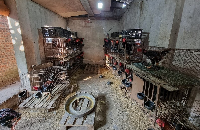 Để bảo tồn nguồn gien quý hiếm, đặc sản gà Hồ tiến vua được nuôi quy mô nông hộ. Để bảo tồn nguồn gien quý hiếm, đặc sản gà Hồ tiến vua được nuôi quy mô nông hộ.