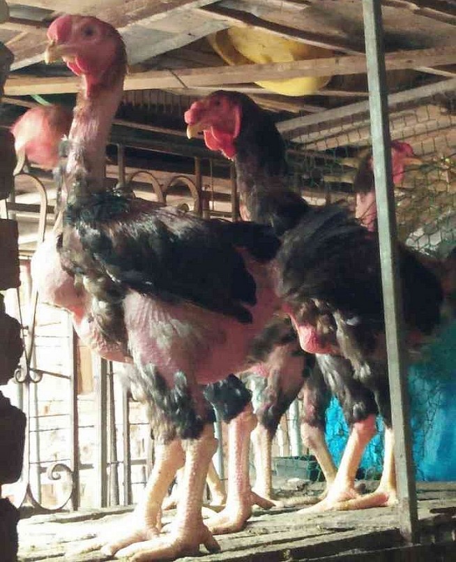 Những con gà Hồ giống được tuyển chọn kỹ rồi chăm nuôi theo quy trình đặc biệt. Những con gà Hồ giống được tuyển chọn kỹ rồi chăm nuôi theo quy trình đặc biệt.