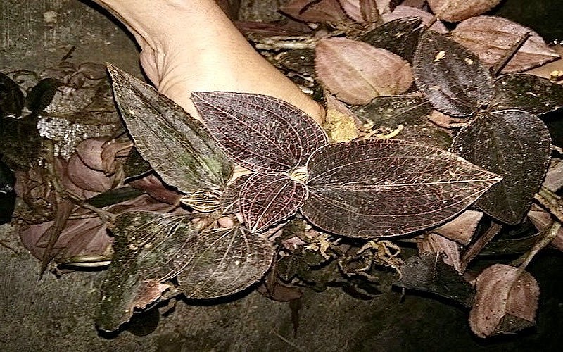 Cỏ kim cương đỏ